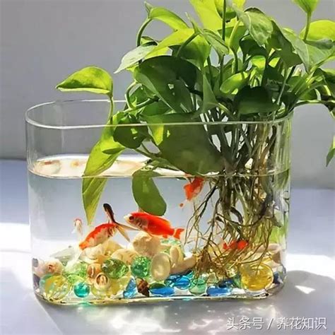 室內養魚